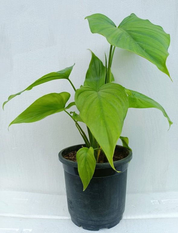 Alocasia cucullata Natural Plant